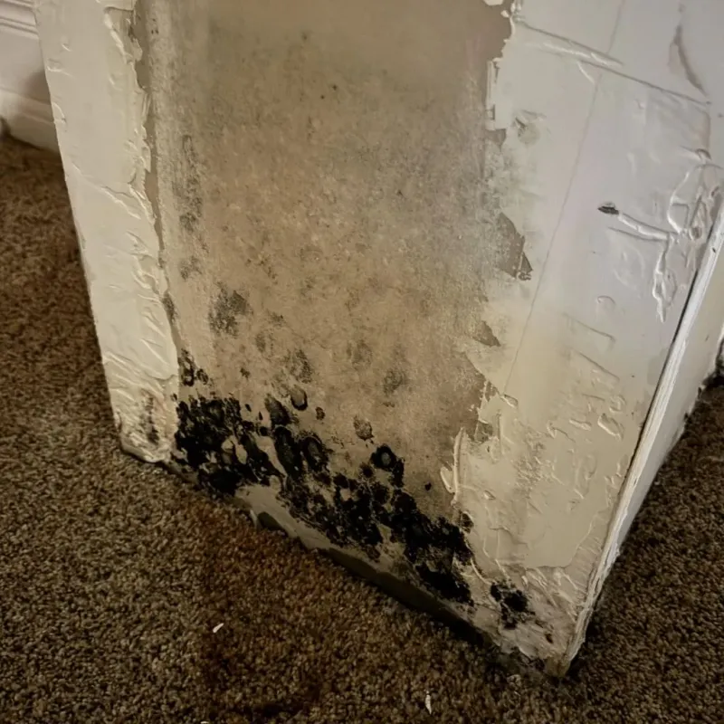 Professional Mold Removal in Tell City, IN